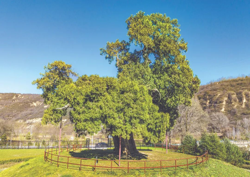 illennium-old trees in ShaanxiPG麻将胡了模拟器探秘陕西5株千年古树｜Visit 5 m(图2)