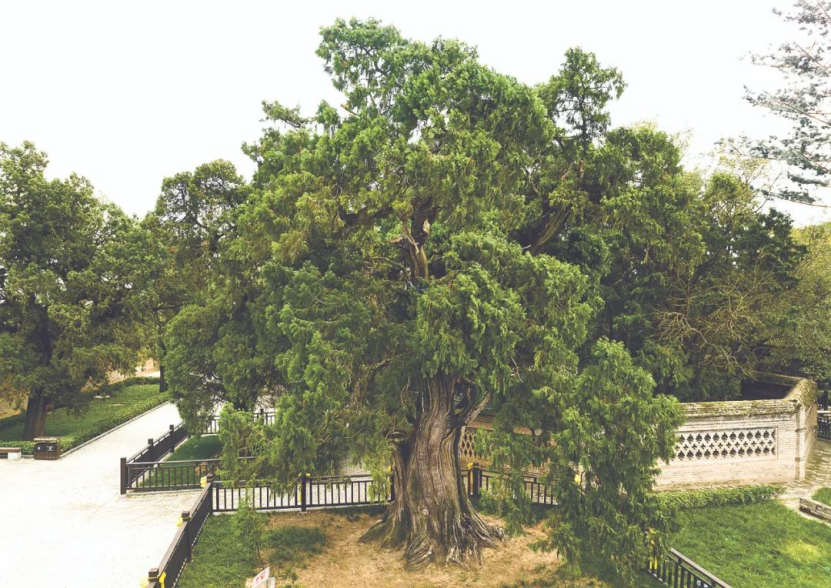 illennium-old trees in ShaanxiPG麻将胡了模拟器探秘陕西5株千年古树｜Visit 5 m(图3)