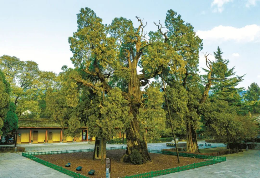 illennium-old trees in ShaanxiPG麻将胡了模拟器探秘陕西5株千年古树｜Visit 5 m(图5)